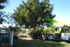Maryvale NSWtree-management-services-4.JPG; ?>